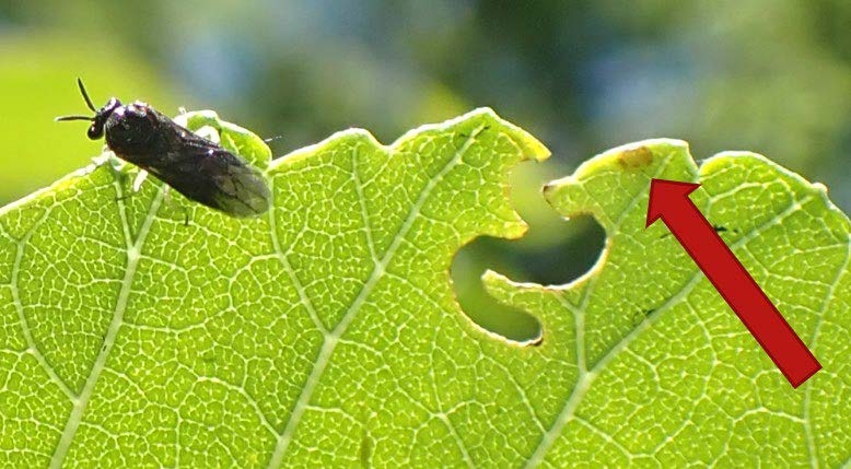 Adult, leaf notch, and egg scar (red arrow) of the elm zigzag sawfly. 
