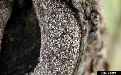 Figure 1, A closeup of a tree branch collar with a heavy infestation of scale insects.