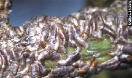 Figure 4, A closeup of a twig nearly covered in tightly-packed scale insects.