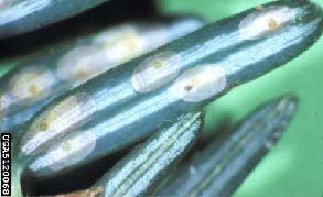Figure 2, Scale insects line the underside of conifer needles.