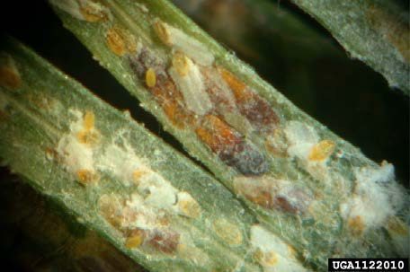 Figure 1, The underside of conifer needles encrusted with scale insects.