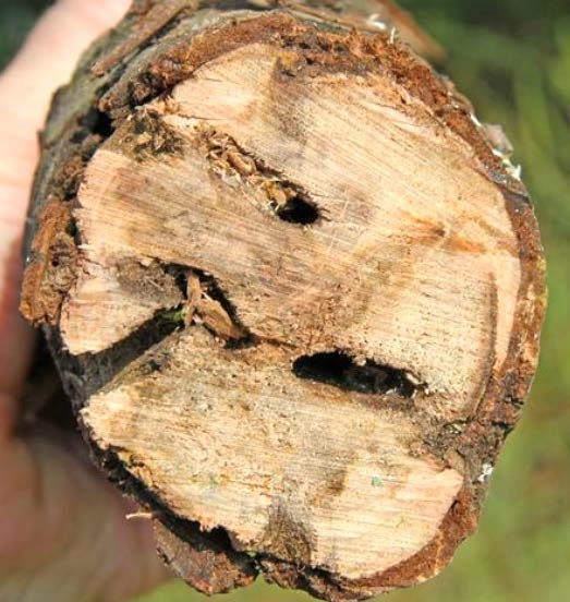 Figure 5, A crosscut section of a tree branch with several large tunnels created by insects.