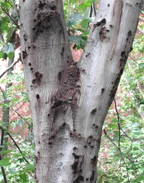 Figure 4, A tree trunk with numerous holes and pits from insect activity.