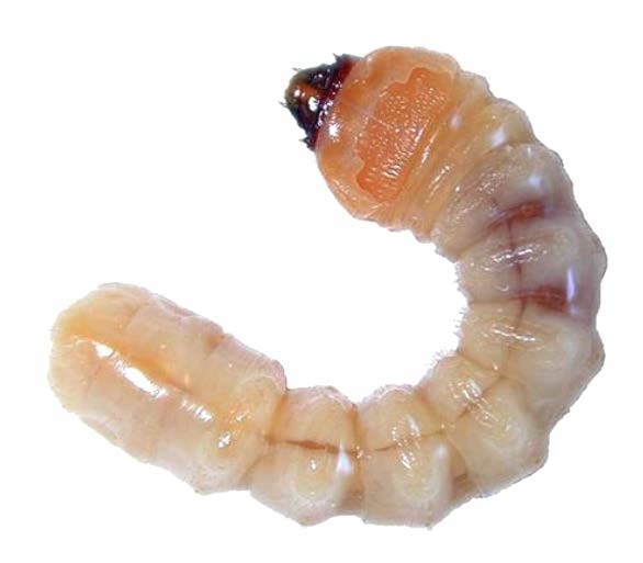Figure 3, A stout beetle grub.