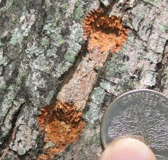 Figure 2, Two shallow pits have been chewed into the bark of a tree with a quarter shown for size comparison.