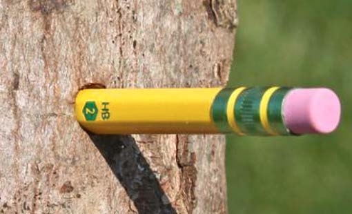 Figure 6, A pencil is deeply inserted into a large hole on the trunk of a tree.