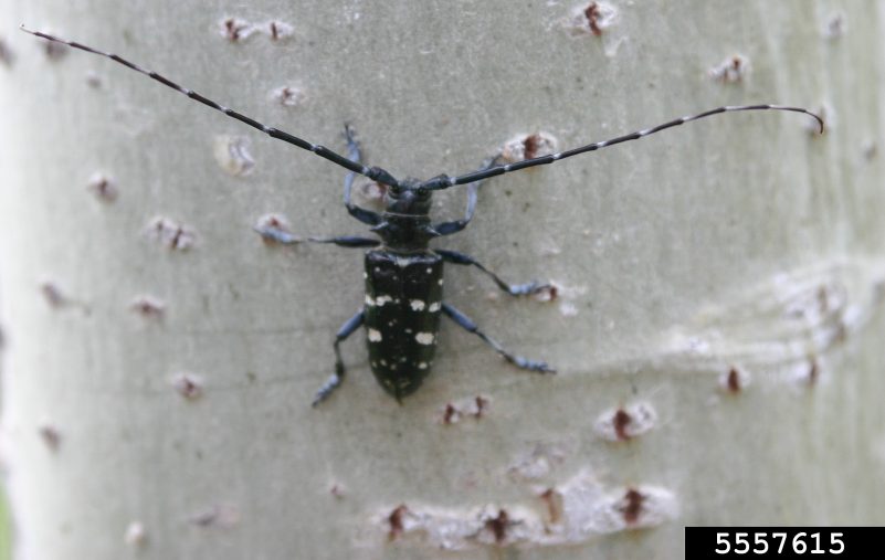 Figure 1, A large beetle on a tree trunk extends its long antennae.