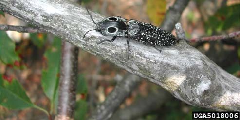Figure 5, An adult click beetle rests on a tree branch.