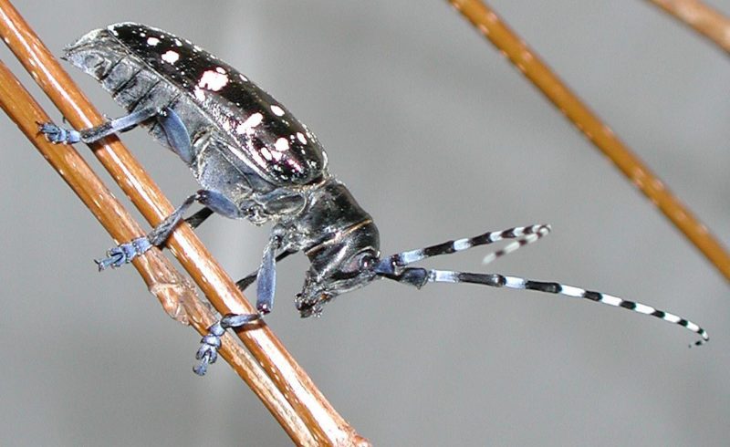 Figure 2, An Asian longhorned beetle rests on a small twig.