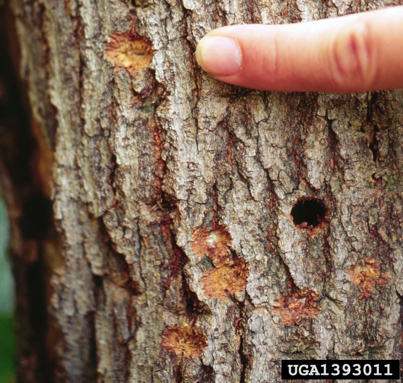Figure 7, an exit hole carved by Asian Longhorned Beetles in the bark of a tree.