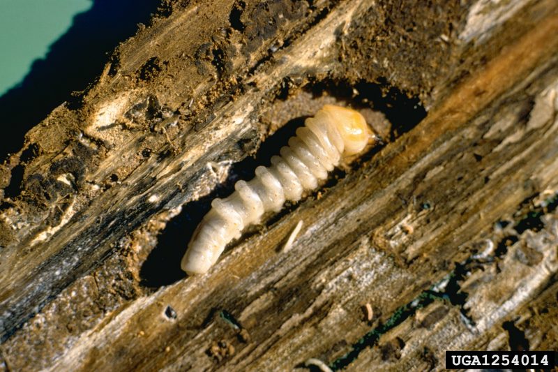 Figure 6, A large beetle grub lies exposed in its gallery in a piece of wood.