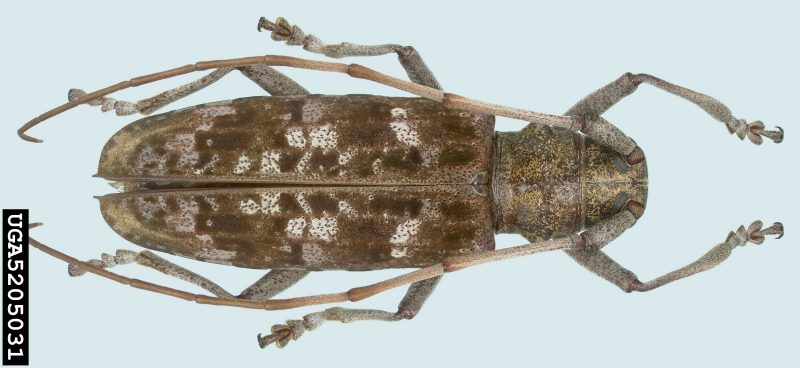 Figure 4, An adult longhorn beetle with antennae longer than its body.