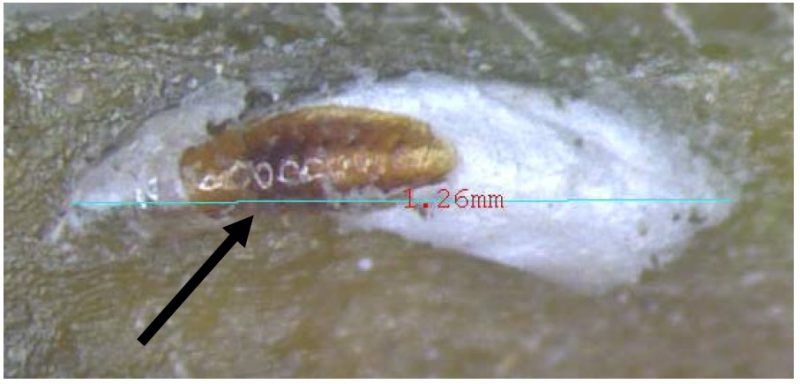 Second instar with the old, shed exoskeleton (arrow) attached to the back end of the test.