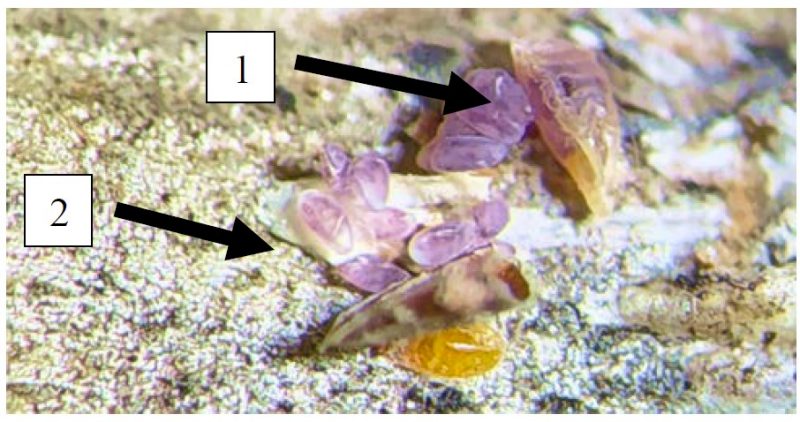 Figure 2. Arrow 1 pointing to female producing the eggs. Arrow 2 indicating freshly produced eggs.