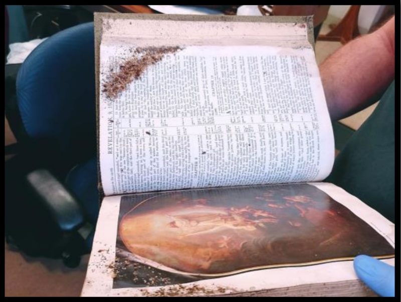 A bible open to the book of Revelations with an aggregation of bed bugs crawling all over the pages.