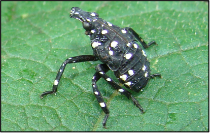 An adult spotted lanternfly with its wings fully extended.