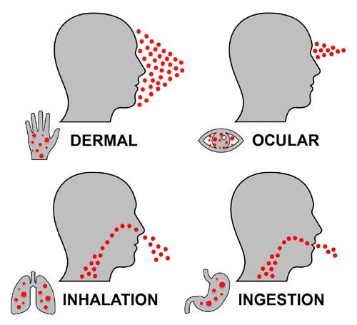  Figure 1. This image shows the four routes of exposure. Pesticides can enter the body if absorbed by the skin or eyes, but can also be accidentally inhaled or ingested.