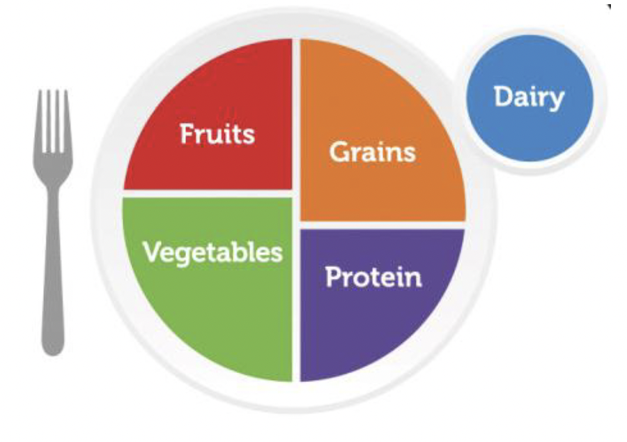 A diagram of a plate divided into four sections labeled 'Fruits,' 'Vegetables,' 'Grains,' and 'Protein.' The 'Vegetables' and 'Grains' sections are slightly larger than the 'Fruits' and 'Protein' sections. A smaller circle labeled 'Dairy' is positioned to the top right of the plate. A fork is placed to the left of the plate.
