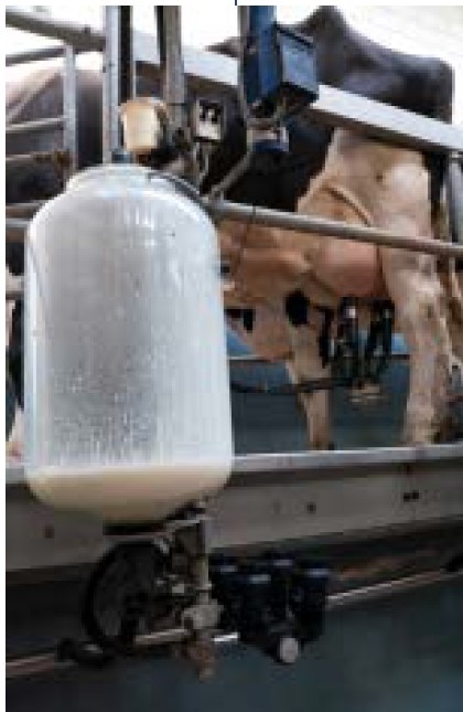 Picture of Milk bottle getting filled.