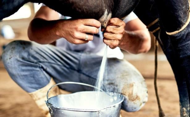 A close-up of a farmer hand-milking a cow, with fresh milk streaming into a metal bucket, set in a rustic barn environment.