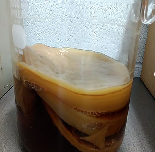 a photo of fermenting tea in a cup with SCOBY floating on top
