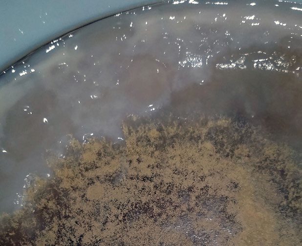 a photo of Unhealthy SCOBY with Brown powder kombucha mold on top