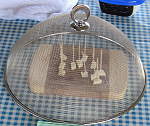 samples impaled with toothpicks on a wood block under a wire netted dome and on a blue gingham table cloth.