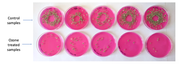 10 petri dishes filled with pink liquid. Five dishes designated as control samples have something growing on the liquid. Five dishes designated as ozone-treated samples have fewer things growing on the liquid.