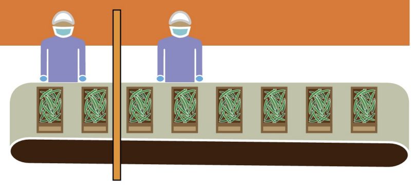 an illustration of workers standing at a belt conveyor with a barrier, wearing masks.