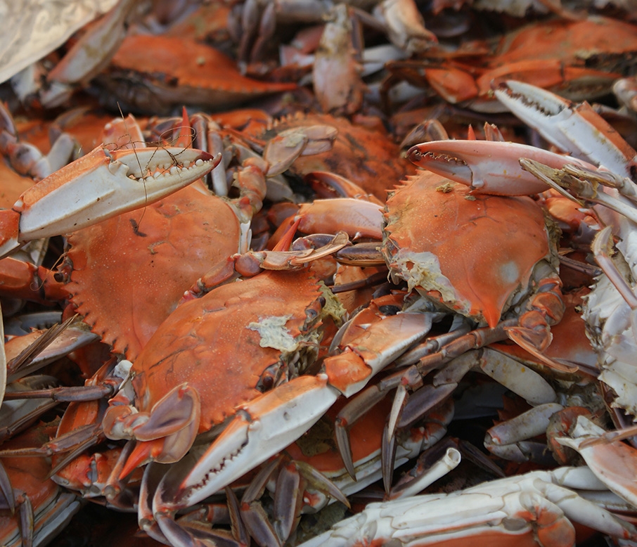 Dozens of cooked blue crabs.