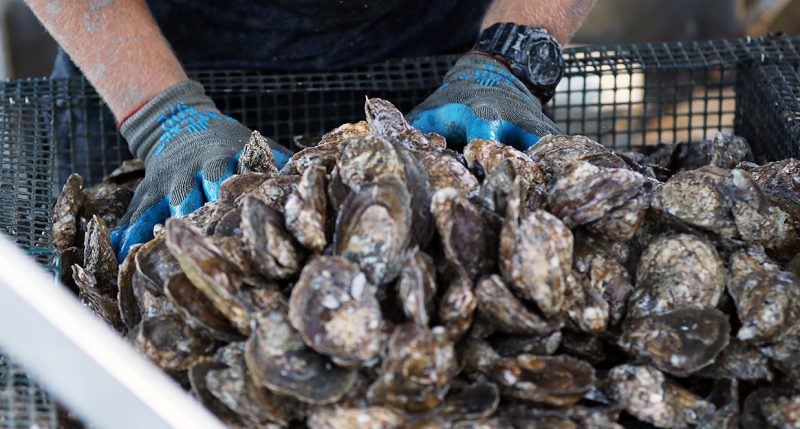A worker wearing gloves handles oysters in a metal basket.