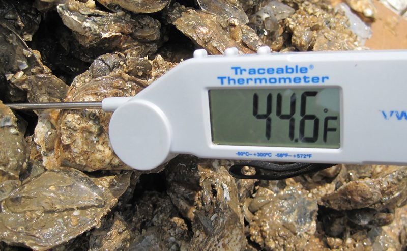 A thermometer inserted into oysters indicates a temperature of 44.6°F.