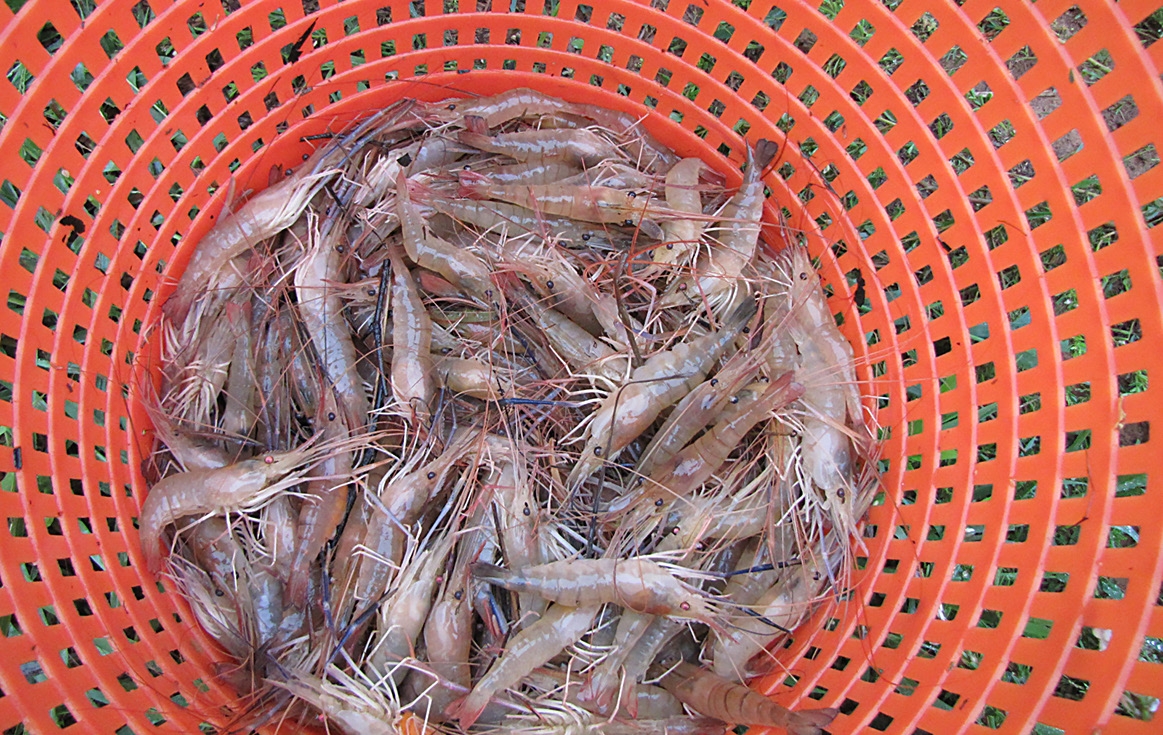 Photo of a red plastic basket filled with dozens of shrimp from Virginia aquaculture.