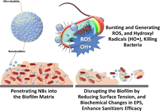 How nanobubbles can penetrate into the biofilms and disrupt them, and how release reactive oxygen species (ROS), and hydroxyl radicals (OH), which are toxic for bacteria. 