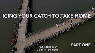Cover for publication: Icing Your Catch to Take Home