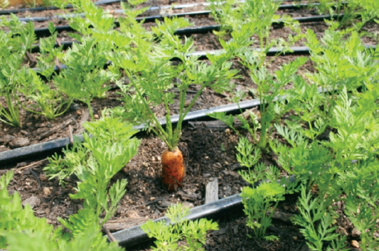 a photo of carrots on the farm