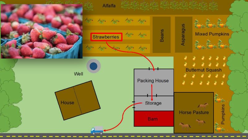 Figure 3. Example of a simple sketch showing the layout of a farm including fields and crops being grown, water sources, physical structures, livestock, and surrounding areas (such as bean and alfalfa fields, and a road). The red lines show the movement of the strawberry crop harvested from a field to the packinghouse area, then to a storage unit and transported by a refrigerated truck to a nearby produce auction market.