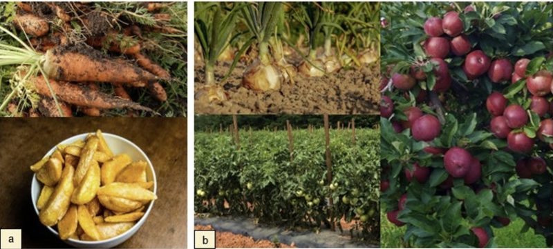 Figure 3. On the left panel (a) is a photo showing carrots (top) and French fried potatoes (bottom) demonstrating that carrots are often eaten raw, whereas potatoes are usually cooked. On the right panel (b) are three crops growing: onions, bush tomatoes, and apples, showing how potential risks can differ depending on the way the crop is grown.