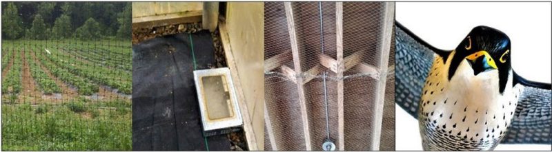 Figure 6. Photos of exclusion and deterrents, from left to right: a filed surrounded by moveable fencing, rodent trap placed against an interior wall, netting attached to ceiling joists, and a decoy falcon.