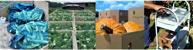 Figure 5. A series of 4 photos showing examples of field-packed produce (from left to right): sweet corn in mesh bags, broccoli in large bins, pumpkins in cardboard boxes, and blackberries placed in clamshells.