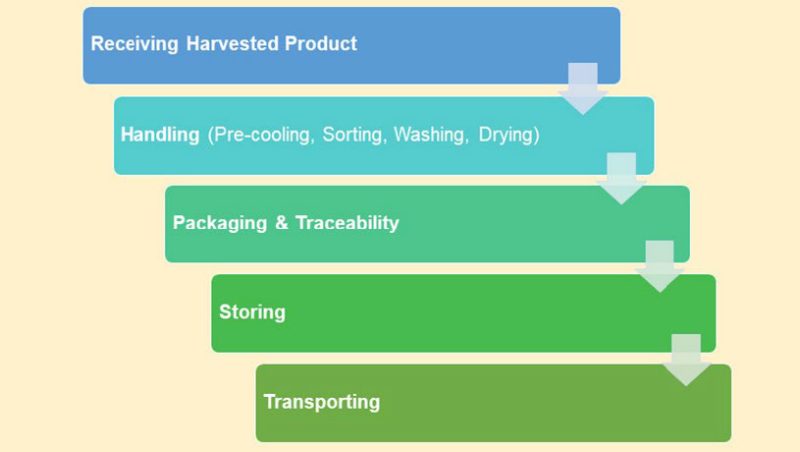 Figure 3. Flow diagram showing the five general steps of the post-harvest handling stage: receiving harvested product, handling, packaging and traceability, storing, and transporting.