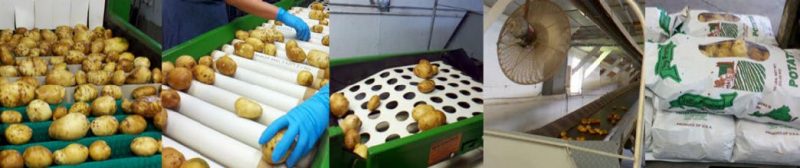 Figure 5. A series of five photos showing potatoes moving through a single-pass spray bar system, including wash step, sorting, grading, movement on conveyor for air drying, and automated bagging.
