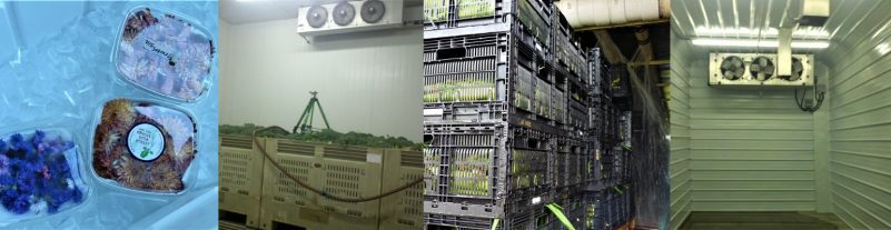 Figure 4. A series of 4 photos showing pre-cooling methods (from left to right): clamshells of harvested edible flowers placed on ice in a cooler;  broccoli in large plastic bins being misted in a forced air cooler; stacked bins of sweet corn moving through a hydrocooler; and a small pre-cooled chamber.