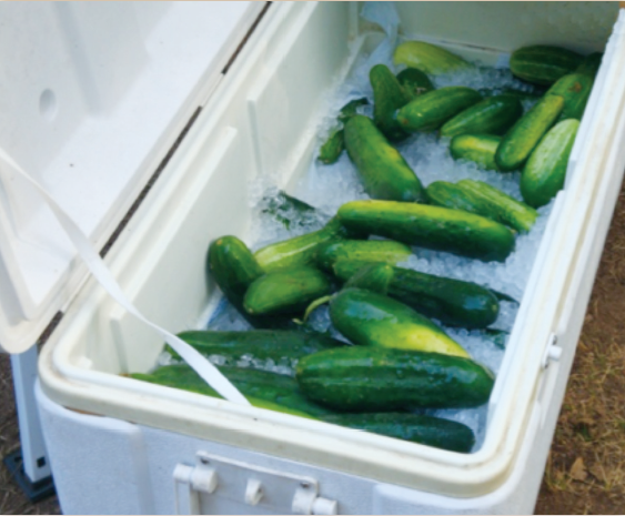 a photo of cucumbers in an ice box