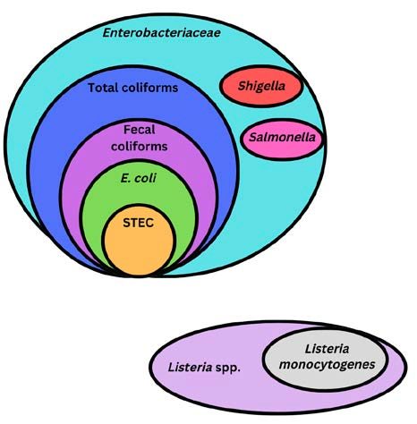 Venn diagram, with colored circles showing hierarchical order of microorganisms (pathogens and indicators) 