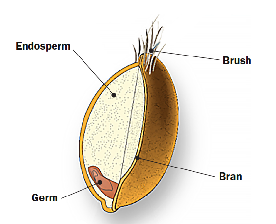 Illustration explaining all parts of the grain: Endosperm, Brush, Germ, and Bran