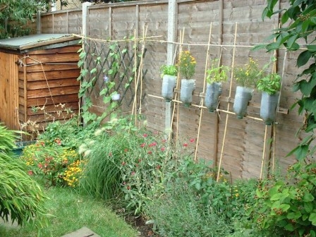 Plants trellised against a fence with a variety of plants at the base.