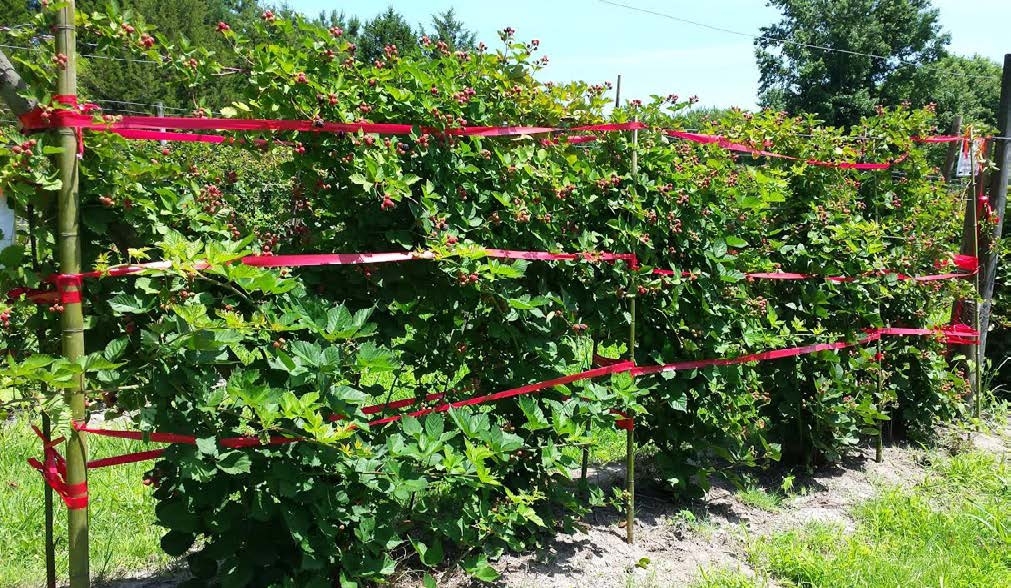 Photo of blackberry trees fenced with red strings