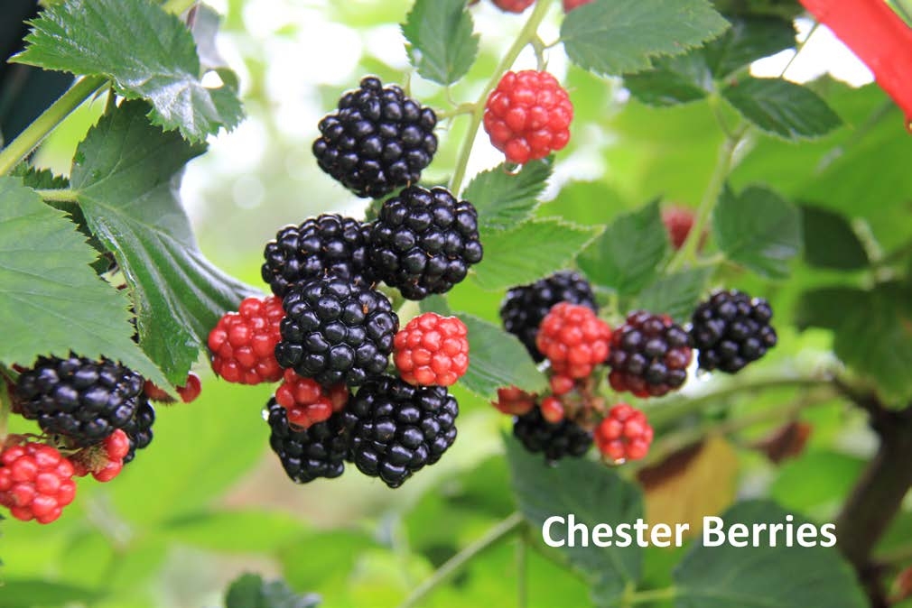 Photo of berries in different ripen stages hanging on branches