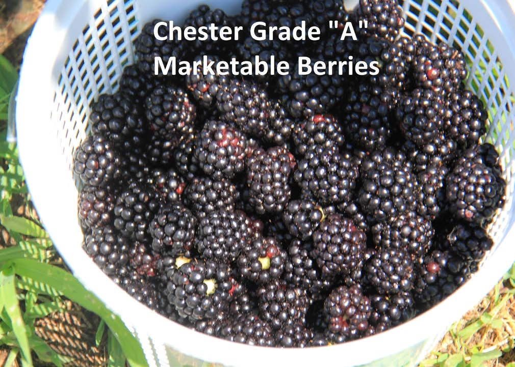 Photo of grade A berries in a white basket
